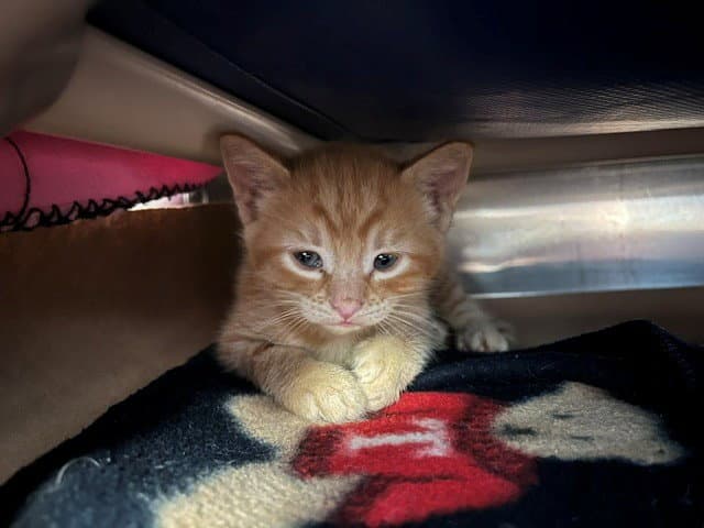 Unknown - Domestic Short Hair