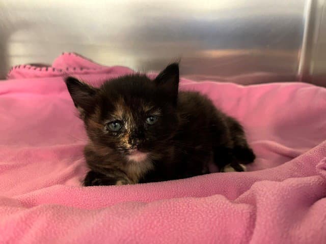 Unknown - Domestic Short Hair