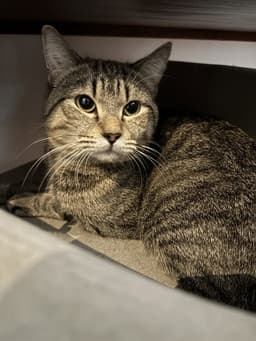 Charlie image 1