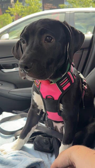 Mickey - Labrador Retriever