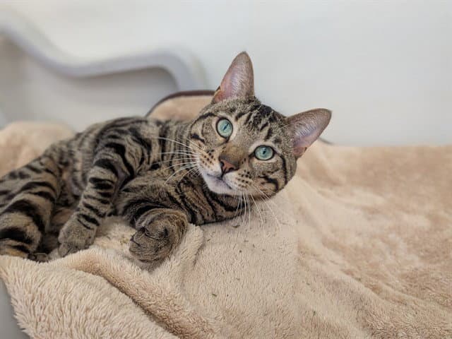 Omega - Domestic Short Hair