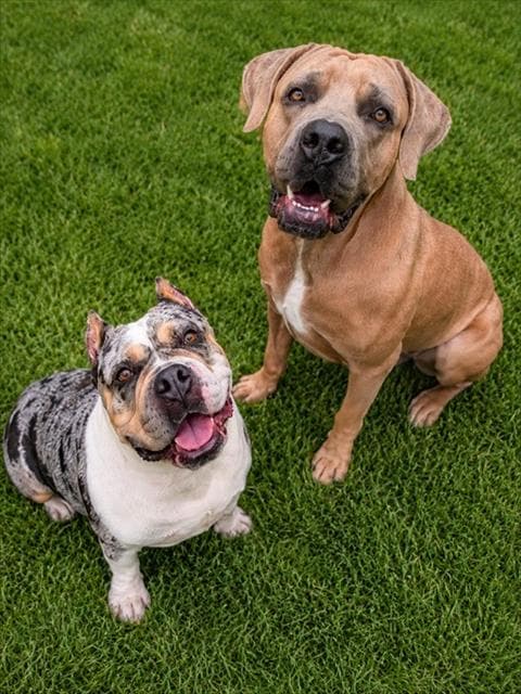 Nala - Bulldog