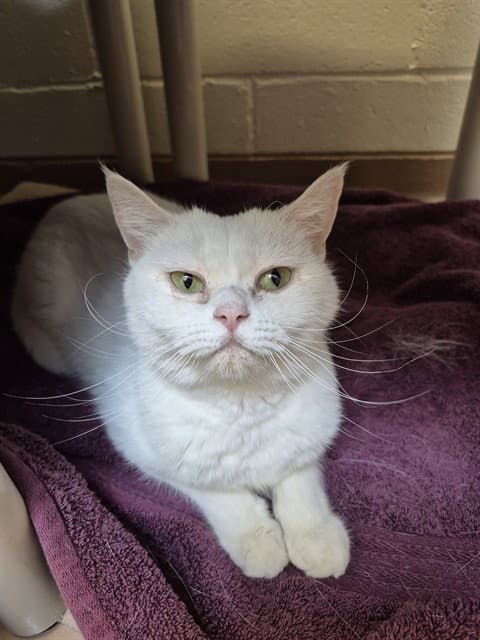 Whispurr - British Shorthair