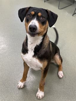 Toby image 1