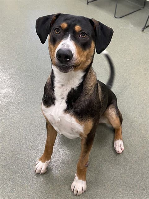 Toby - Greater Swiss Mountain Dog