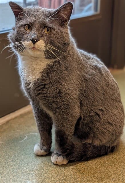 Arlo - Domestic Short Hair