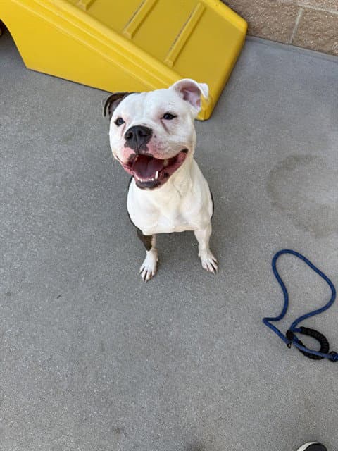 Ace - American Staffordshire Terrier