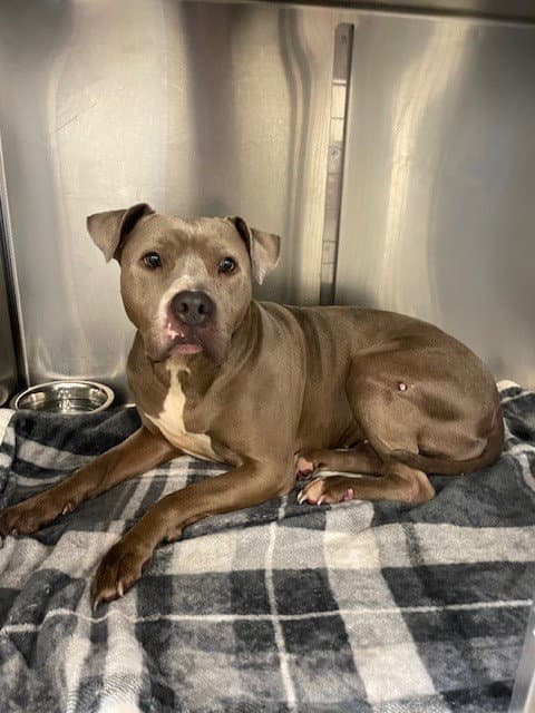 Pearl - American Pit Bull Terrier
