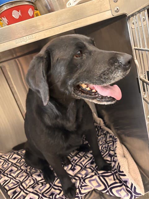 Moby - Labrador Retriever