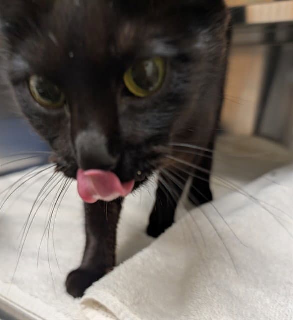 Cocoa - Domestic Short Hair