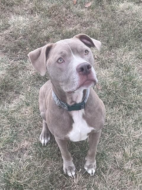 Zeus - Staffordshire Bull Terrier
