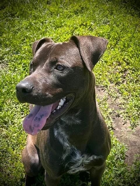 Ralo - Staffordshire Bull Terrier