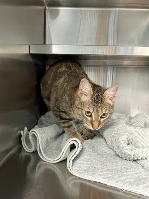 Amelia - Domestic Short Hair