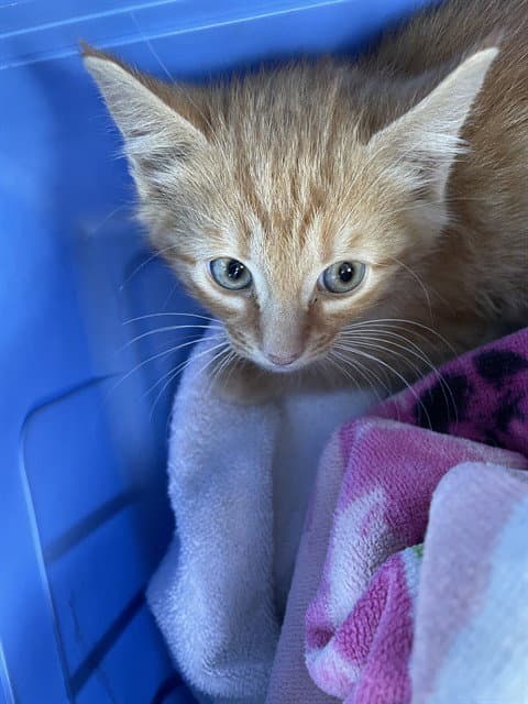 Hisstopher - Domestic Short Hair