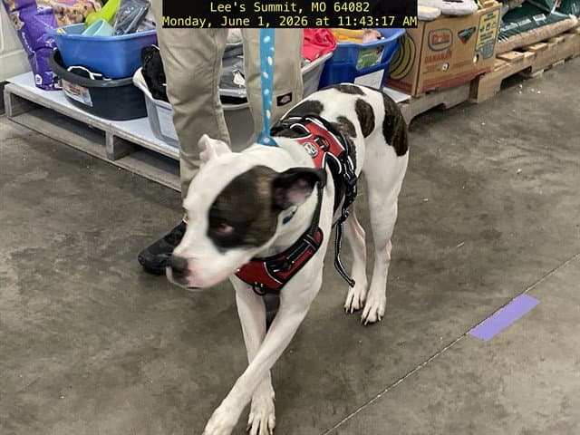 Zena - American Staffordshire Terrier