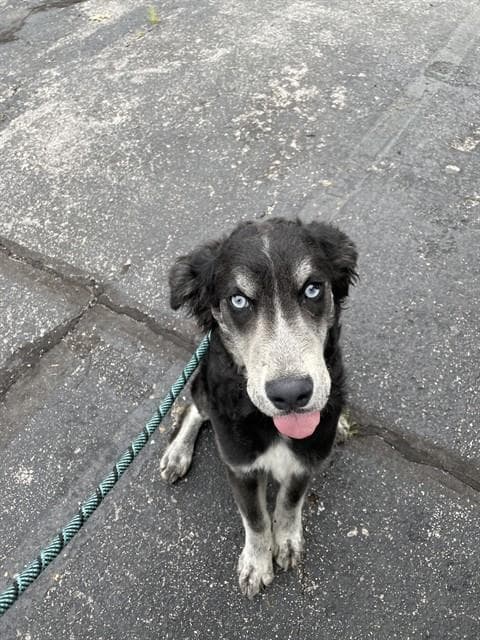 Max - Siberian Husky
