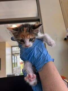 Keiko - Domestic Short Hair