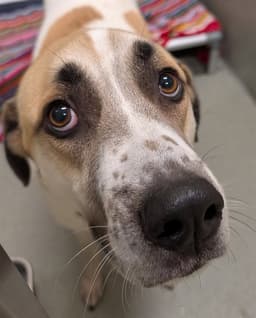 Roscoe image 1