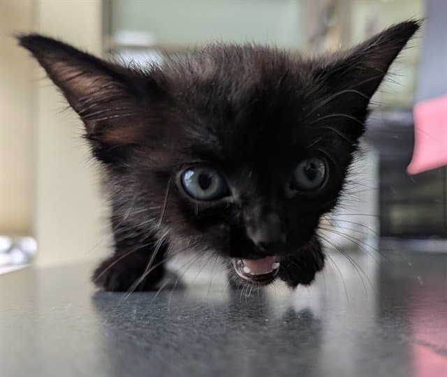 Skippy - Domestic Long Hair