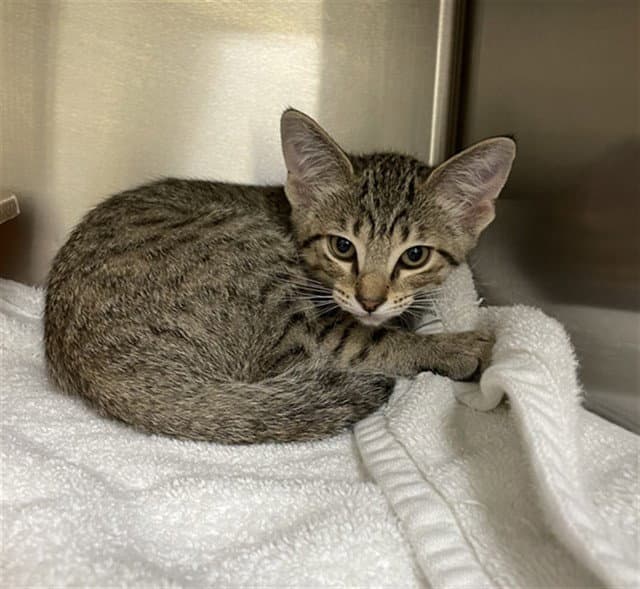 Porthos - Domestic Short Hair