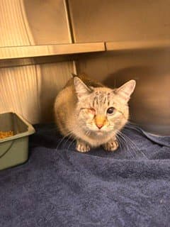 Wilma - Domestic Short Hair