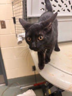Juniper - Domestic Short Hair