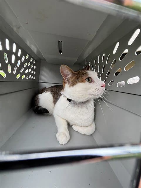 Maple - Domestic Short Hair