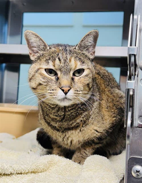 Nala - Domestic Short Hair
