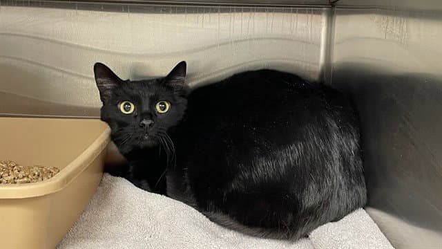 Porcupine - Domestic Short Hair