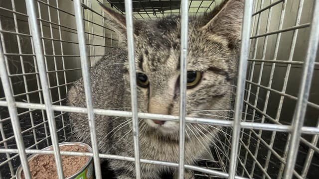 Ferra - Domestic Short Hair