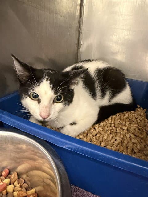 Moo - Domestic Medium Hair