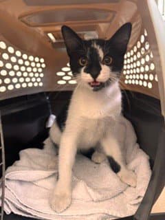 Angus - Domestic Short Hair