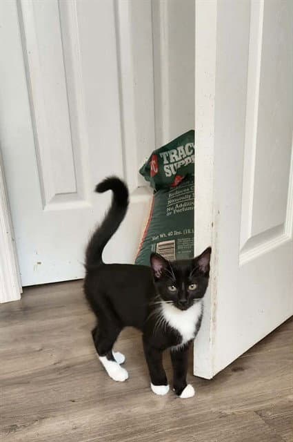 Peanut - Domestic Short Hair