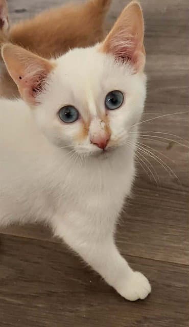 Butter - Domestic Short Hair