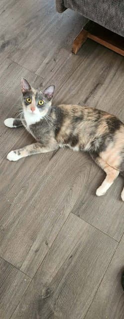 Pastel - Domestic Short Hair