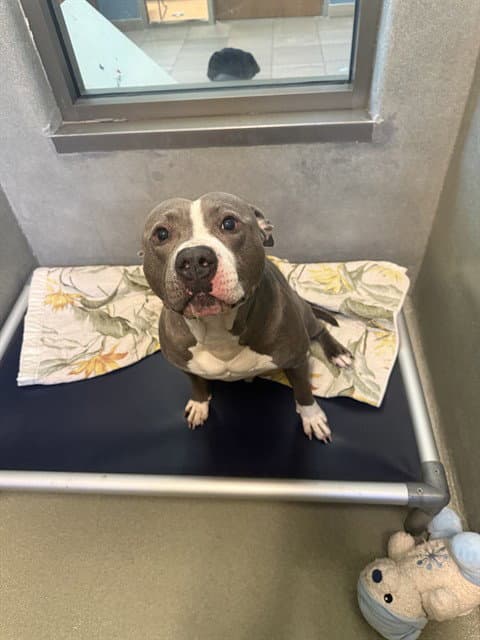 Domino - American Staffordshire Terrier
