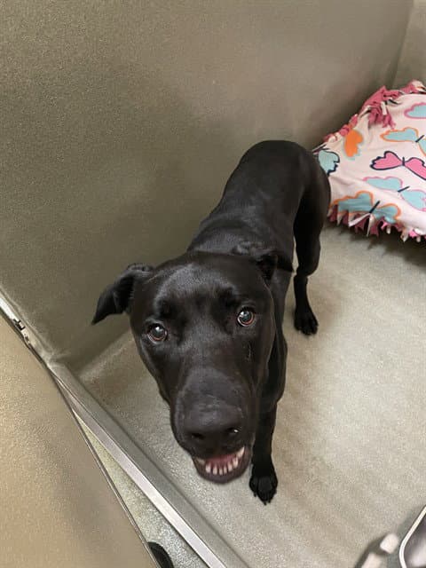 Marshall - Labrador Retriever