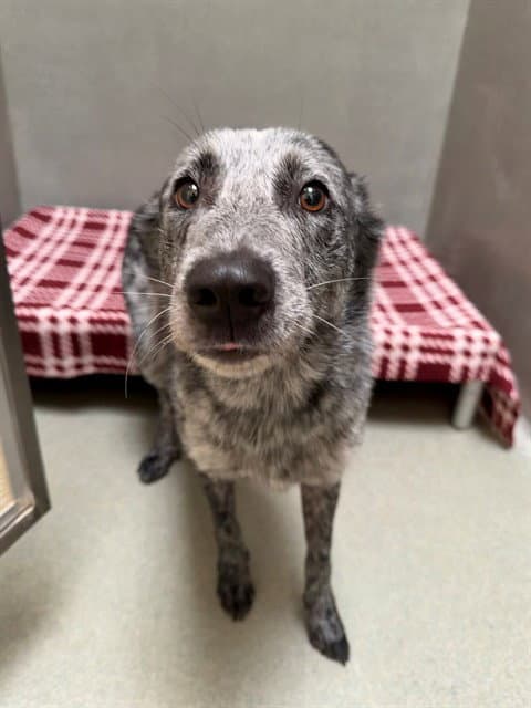 Remy - Australian Cattle Dog/Blue Heeler