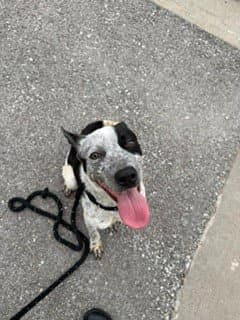 Doc - Australian Cattle Dog/Blue Heeler