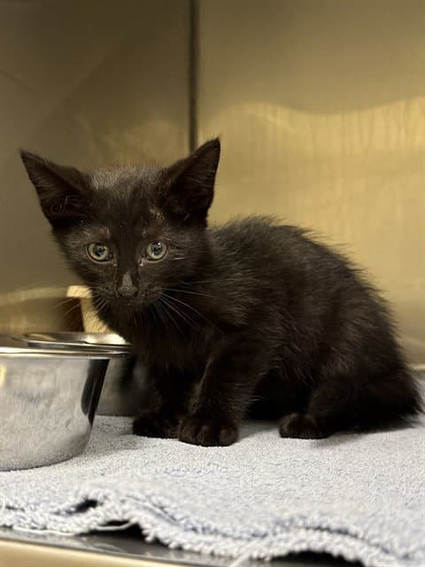 Elvira - Domestic Short Hair