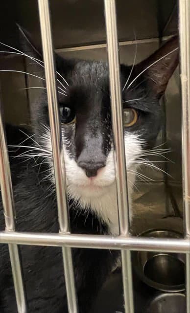Bosco - Domestic Short Hair