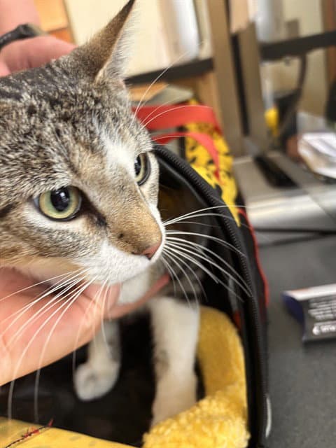 Fork - Domestic Short Hair