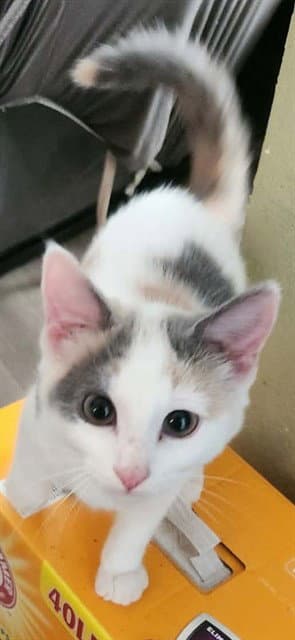 Jelly - Domestic Short Hair