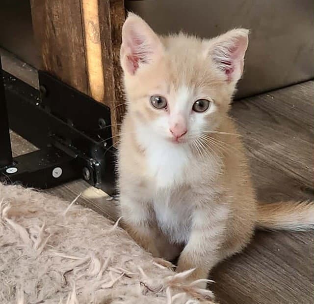 Felt - Domestic Short Hair