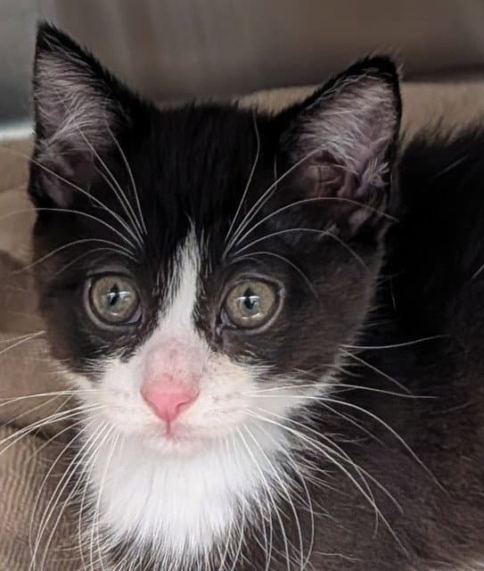 Buttons - Domestic Short Hair