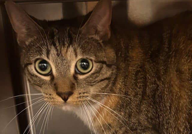 Unknown - Domestic Short Hair