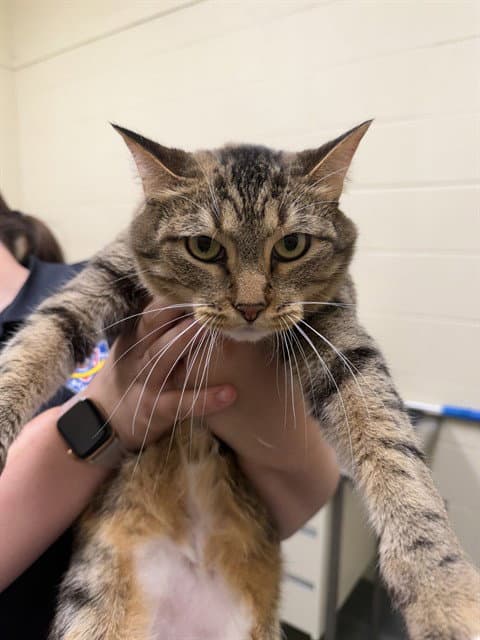Lola - Domestic Short Hair