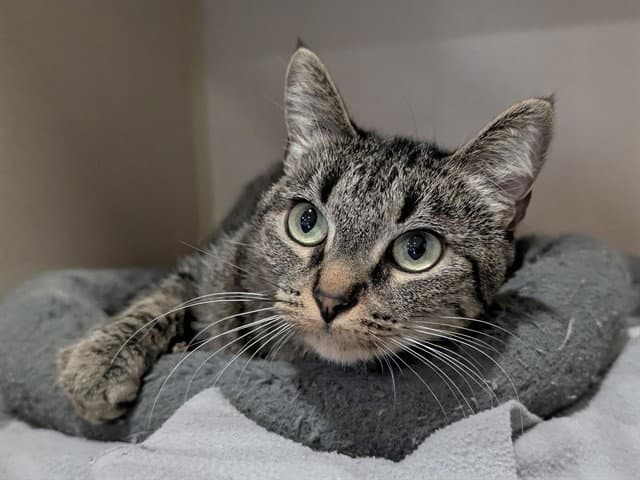 Ancho - Domestic Short Hair