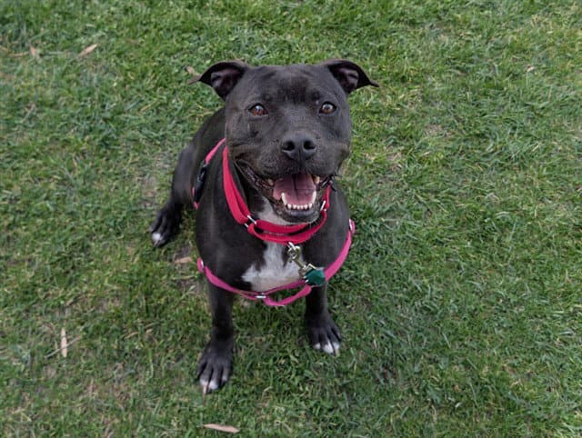 Maggie - Staffordshire Bull Terrier