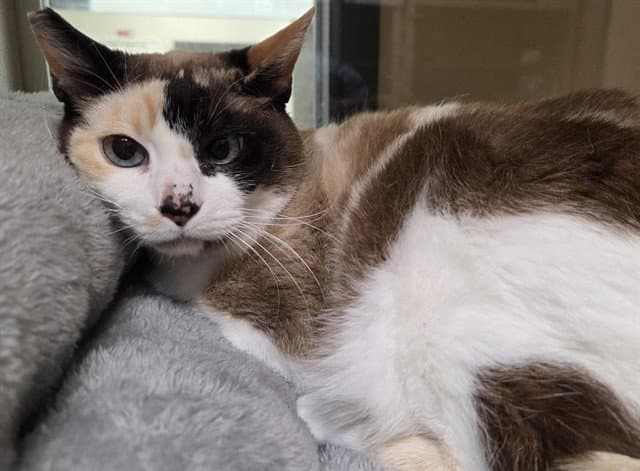 Villy - Domestic Short Hair
